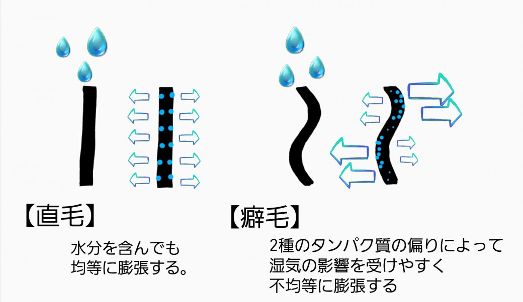 知っておくべき クセ毛の原因と改善 ケア対策 鎌倉にある美容院 美容室 Sakura La サクララ