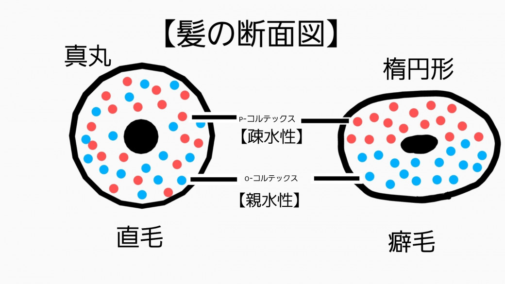 知って得するクセ毛の原因と改善方法 鎌倉にある美容院 美容室 Sakura La サクララ